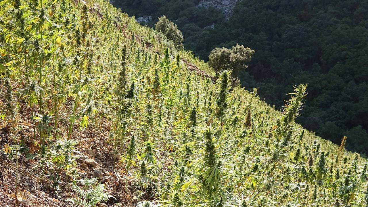 Grün gegen grün
